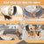 Cat Wheel 6-in-1 Cat Sports Wheel, Upgraded Indoor Cat Wheel Sports Device